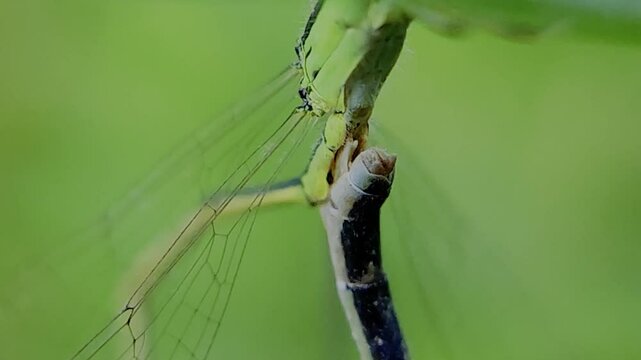 한국,곤충,실잠자리,잠자리,짝짓기,Korea, insects,  dragonflies