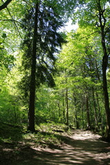 Sunlit forest path in a dense green woodland, captured in springtime in Plitvice Lakes National Park, Croatia.