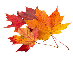 Fototapeta premium autumn maple leaf