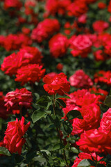 Vibrant red roses bloom in a lush garden during sunny afternoon hours