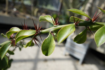 Pereskia sacharosa is a species of plant in the genus Pereskia in the cactus family (Cactaceae). Hanover Berggarten, Germany.