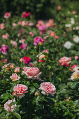 Beautiful rose garden filled with vibrant blooms in springtime sunlight