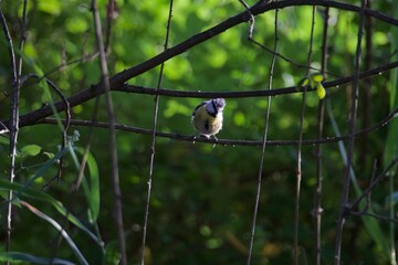 oiseaux, papillon et casque vélo