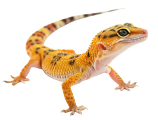 Obraz premium lizard png reptile png wild animal png nature animal png small reptile png garden animal png cold-blooded animal png transparent background image