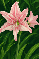 This image showcases a vibrant and elegant Crinum lily. The flower features large, star-shaped petals with a soft white base accented by fine pink stripes running along the length of each petal. Its g