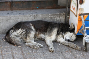 Fototapeta premium husky dog sleeping on the ground
