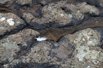 Tiny White Feather