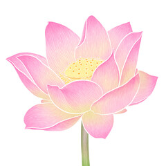 pink lotus 