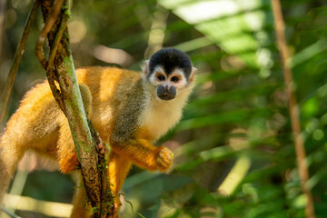 Obraz premium Close-up of a Squirrel monkey, Central American squirrel monkey (Saimiri oerstedii), in the tropical forest of Corcovado, Costa Rica