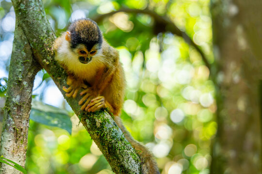 Squirrel monkey, Central American squirrel monkey (Saimiri oerstedii), resting on a branch in Corcovado National Park in Costa Rica
