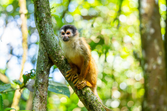 Squirrel monkey, Central American squirrel monkey (Saimiri oerstedii), resting on a branch in Corcovado National Park in Costa Rica
