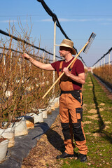 Male gardener with hat working with a rake in a blueberries organic farm.