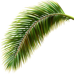 Isolated palm leaf with green fronds and brown stem isolated on white or transparent png