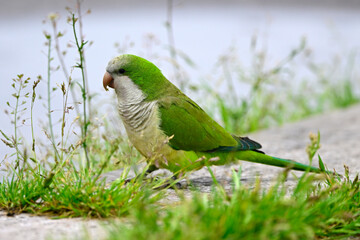 M&ouml;nchssittich // Monk parakeet (Myiopsitta monachus)