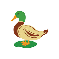Colorful Mallard Duck Vector Cartoon Wildlife Bird Clipart