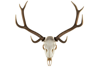 Deer Skull with Antlers isolated on transparent baackground