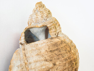 Hole in a large shell through which the inner structure of the helix can be seen. Used in biology class at school.