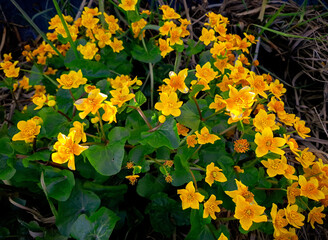 Marsh marigold (Caltha palustris) in full bloom growing. 