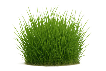 Green grass growing on transparent background, perfect for architectural visualization or any kind of project needing realistic vegetation