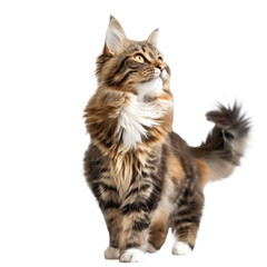 Naklejka premium Fluffy Maine Coon cat looking up