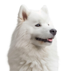 Naklejka premium Fluffy white Samoyed dog looking sideways