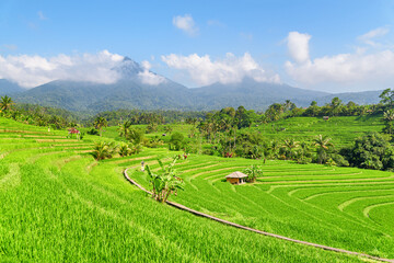 Awesome view of scenic rice terraces in Bali, Indonesia