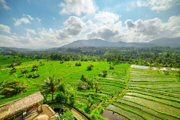 Awesome view of scenic rice terraces in Bali, Indonesia