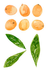 びわの実と葉っぱの手描き水彩イラスト