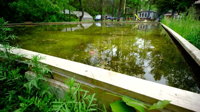 Slowly rising camera revealing dirty green water in melted home made back yard ice rink left as water reservoir for vegetable plants and occupied by frogs