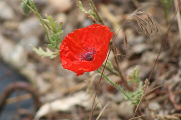 red poppy in the field