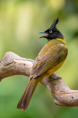 Black-crested Bulbul - Rubigula flaviventris, beautiful yellow and black perching bird from Asian forests and woodlands, Vietnam.