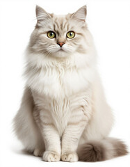 Obraz premium Light fluffy cat on a white background. Generated by AI.