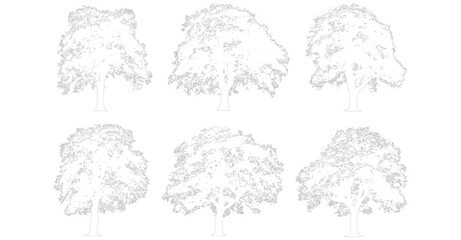 Set of Hand-Drawn Deciduous Tree Elevations in Minimal Line Art Style © Sara Studio