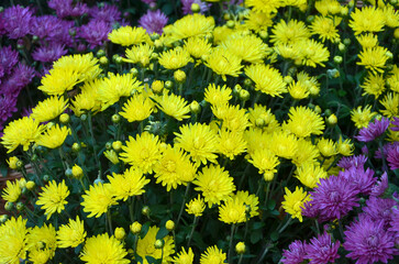 Yellow and purple autumn blooming chrysanthemum flowers background. Closeup ,top view .Gardening,...