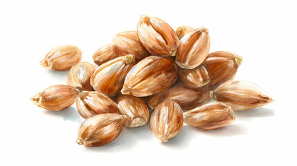 Obraz premium Watercolor Illustration of Spelt Grain Kernels – Whole Ancient Wheat Kernels Spread Clearly on White Background
