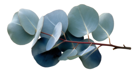 Eucalyptus branch with silvery blue oval leaves and reddish brown stems isolated on transparent or white background.