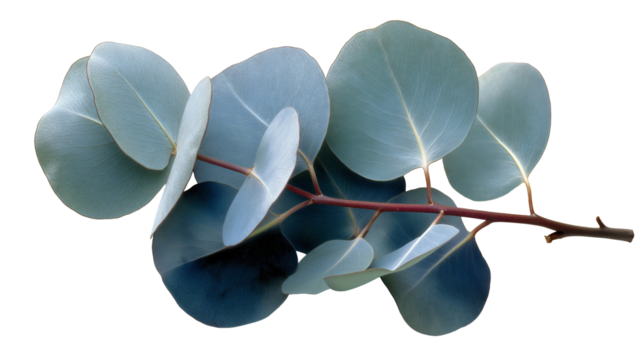Eucalyptus branch with silvery blue oval leaves and reddish brown stems isolated on transparent or white background.