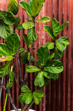 Fototapeta Fiddle leaf plant in Georgetown, Malaysia