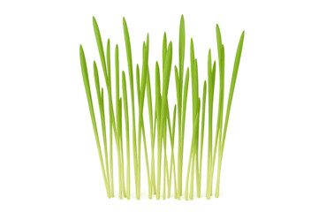 Realistic green grass growing upwards, isolated on transparent background, perfect for spring and nature designs