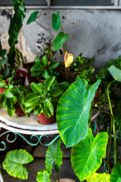Fototapeta Potted tropical plants an marble table