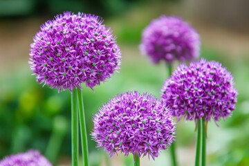 Obraz premium Stunning Purple Allium Blossoms in Full Bloom, Vibrant Spherical Flower Heads in Natural Setting