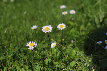 G&auml;nzebl&uuml;mchengruppe