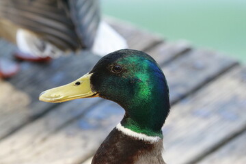 Close-up of a colorful male mallard duck with iridescent green head, captured in natural light by the water.