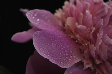 A close-up of a soft pink peony, delicately covered in dewdrops. Every petal glows with morning light, revealing nature's quiet beauty. 