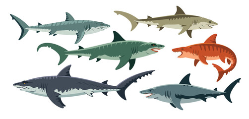 Collection of six different shark species illustrations