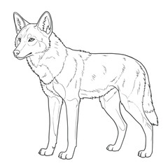 Ethiopian Wolf – Canis simensis. Wolf animal sketch standing proudly on grassy terrain. Wildlife drawing concept
