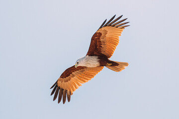 Goa, India. Brahminy Kite Flying In Blue Sky