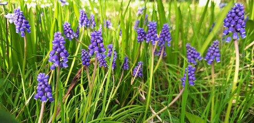 Blue muscari neglectum flowers bloom in a garden bed on a sunny spring day. Panorama.
