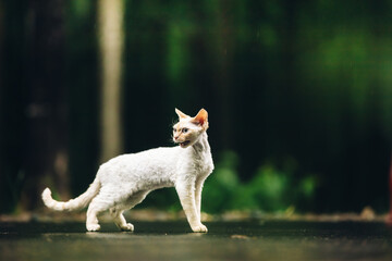 Devon Rex Cat With White Fur Color On Walkway Under Rain. Amazing Happy Pets. Beautiful Playful Curious Funny Cute Devon Rex Cat Walking Looking Back. Blue Eyes. Grace Of Cats