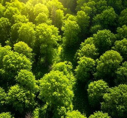 Naklejka premium Aerial View of Lush Green Forest in Bright Sunlight